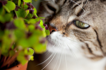 13 Popular Plants That Are Poison To Your Loved Pets