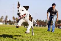 4 Companies That Give Employees Time Off When They Get a New Puppy