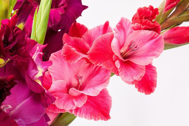 Gladiolus, August's Birth Flower. 