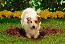 10 Dog Behaviors Explained