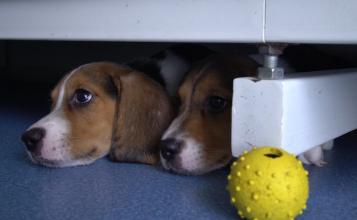 Chinese Firm is Cloning a Gene-Edited Dog Amid Ethical Fears