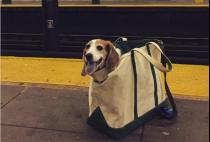 NYC Subway Bans Dogs Unless they Fit Into Bags and Here's the Solution