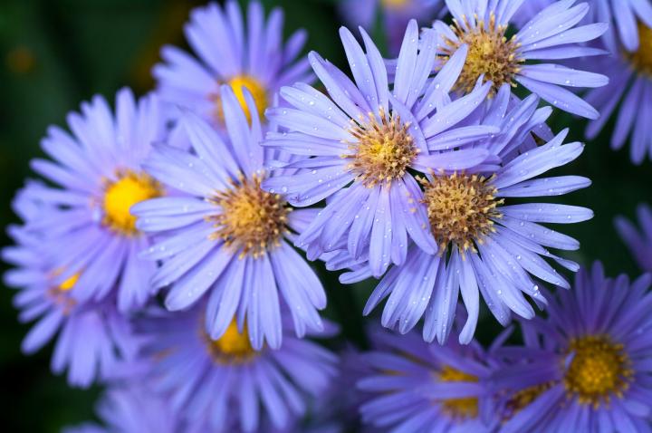 Aster, September's Birth Flower. 