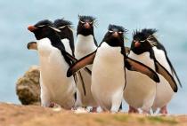 10 Animals That Look Like They’re Dropping The Best Album Of 2017